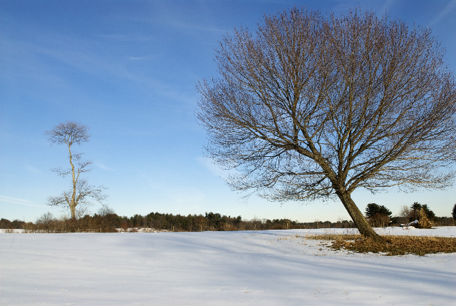 two trees in winter